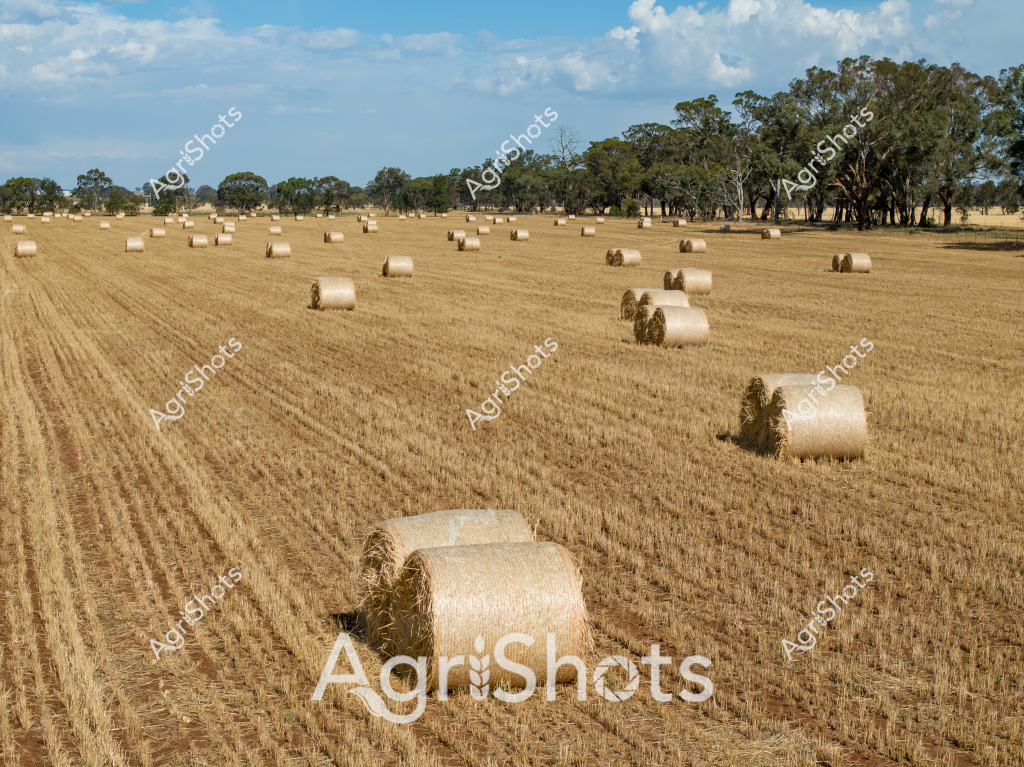 A sprawling agricultural landscape captures the essence of post-harvest rural Australia, with numerous round hay bales scattered across a golden stubble paddock. The field, recently harvested, displays neat parallel lines where crops have been cut, creating a geometric pattern across the terrain. Mature eucalyptus trees line the horizon, providing a classic Australian backdrop of silvery-green foliage against a brilliant blue sky with soft, drifting cumulus clouds.

Dozens of cylindrical hay bales, wrapped in pale straw-colored netting, dot the landscape in seemingly random but strategically placed arrangements. These compact round bales represent the efficient modern agricultural practice of storing and preserving hay for livestock feed during drier seasons. The paddock's rich golden-brown color suggests this is likely a wheat or barley field after harvesting, typical of agricultural regions in states like Western Australia, South Australia, or New South Wales.

The scene epitomizes the rhythmic cycle of Australian broadacre farming - the careful cultivation, harvesting, and preparation for future seasons. The carefully rolled hay bales stand as testament to the farmer's skill in managing crops and preparing for the agricultural year ahead, capturing the industriousness and resilience of rural Australian agricultural practices.