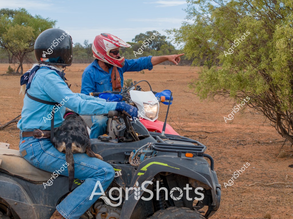 Two men on an all-terrain vehicle (ATV) navigate a dry, sparse landscape with scattered trees and reddish-brown soil. A man in a blue shirt and red motorcycle helmet points to something in the distance, while another man wearing a blue shirt and black helmet sits behind him. A black and white spotted dog is perched on the back of the ATV, seemingly a working companion on what appears to be a rural property or cattle station. The ATV is equipped with a headlight and robust frame, typical of vehicles used for farm work or property management in remote Australian regions. The sparse vegetation and dusty ground suggest an arid or semi-arid environment, likely during a dry season or in a drought-affected area.