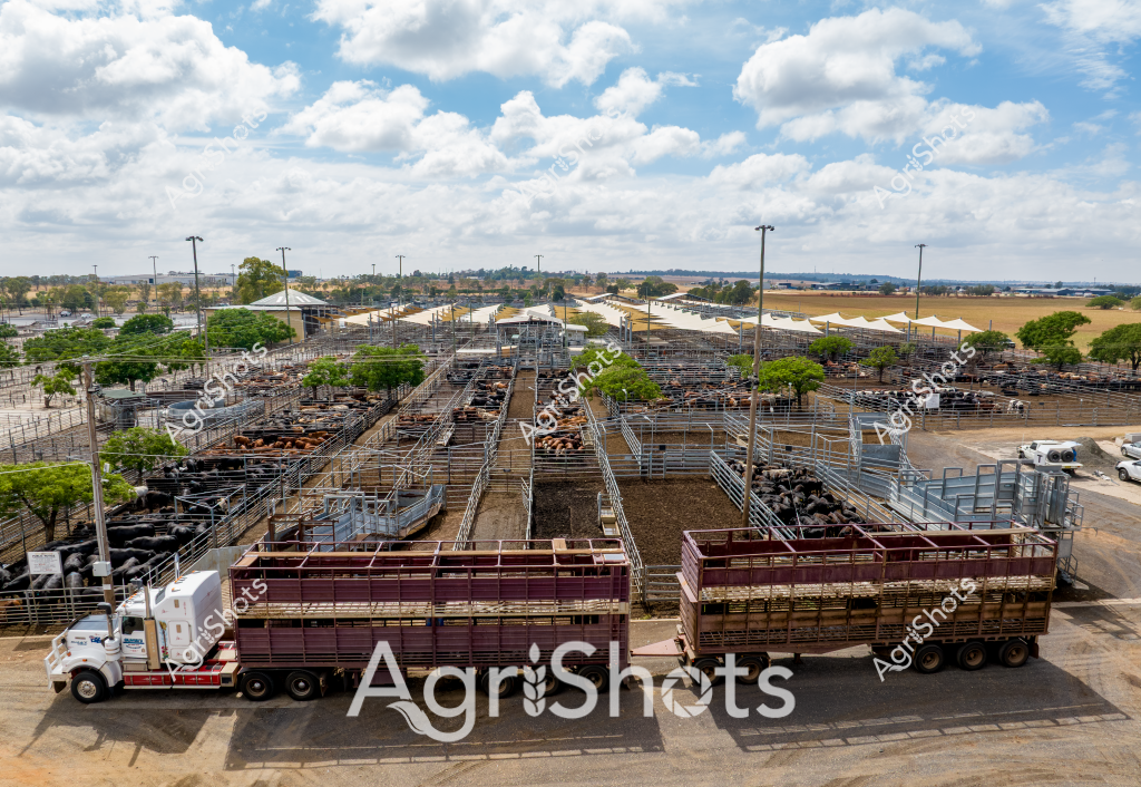 A sprawling livestock saleyard in an open rural landscape, with multiple metal cattle pens stretching across the scene under a bright, cloud-dotted sky. Rows of black cattle are penned in carefully organized enclosures, with green trees interspersed between the metal fencing and walkways. Two large livestock transport trucks with burgundy trailers are parked in the foreground, ready to load or unload cattle. The facility appears to be a modern, well-organized beef cattle operation, with high metal fencing, shade structures, and carefully planned infrastructure designed for efficient animal management. Tall light poles dot the landscape, providing illumination for round-the-clock operations, while the surrounding terrain shows a gently rolling horizon with farmland and distant treelines visible in the background.

The scene captures the scale and precision of contemporary Australian cattle farming, showcasing the infrastructure required to manage large herds in a systematic and controlled environment. Metallic fencing, carefully arranged pens, and strategic placement of trees and shade structures demonstrate the sophisticated approach to livestock management in modern agricultural practices.