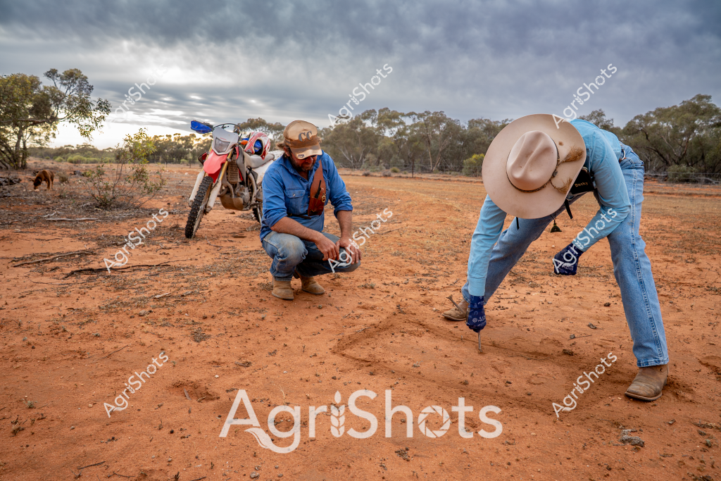 Two men explore a dry, red earth landscape with an off-road motorcycle, carefully examining the ground in a remote Australian outback setting. Wearing blue work shirts, denim jeans, and wide-brimmed hats typical of rural workers, they crouch intently on the parched, rust-colored soil, surrounded by sparse eucalyptus trees and scattered shrubs. A dirt bike is parked nearby, suggesting they might be checking property boundaries, tracking livestock, or investigating land conditions. The overcast sky creates a moody backdrop, with soft gray clouds hanging low over the arid terrain, emphasizing the challenging environmental conditions of the Australian interior. Their postures - one crouching, one bending - indicate a collaborative investigation, likely related to land management, agricultural survey, or environmental assessment in a harsh, drought-affected region.

The scene captures the resilience and careful observation required in Australian rural work, where understanding the landscape is as crucial as any physical labor. The reddish earth, sparse vegetation, and the workers' attentive stance tell a story of agricultural adaptation in one of the world's most challenging farming environments.
