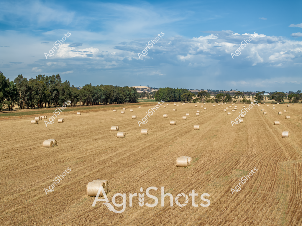 A vast agricultural landscape stretches across a golden harvested field, dotted with numerous round hay bales that create a rhythmic pattern across the expansive paddock. The landscape is framed by a line of eucalyptus and native trees along the horizon, with a soft blue sky adorned with puffy white clouds creating a quintessential Australian rural scene. Neat tractor rows mark the recently harvested field, indicating a successful grain or hay crop collection. The hay bales, uniform in size and scattered systematically, represent the efficiency of modern agricultural practices in capturing and storing valuable fodder for livestock during drier seasons. The warm golden tones of the stubble field contrast beautifully with the deep green of the surrounding woodland, highlighting the delicate balance between cultivated land and natural landscape. This panoramic view captures the essence of Australian broadacre farming - a testament to the agricultural industry's ability to transform vast landscapes into productive agricultural spaces.