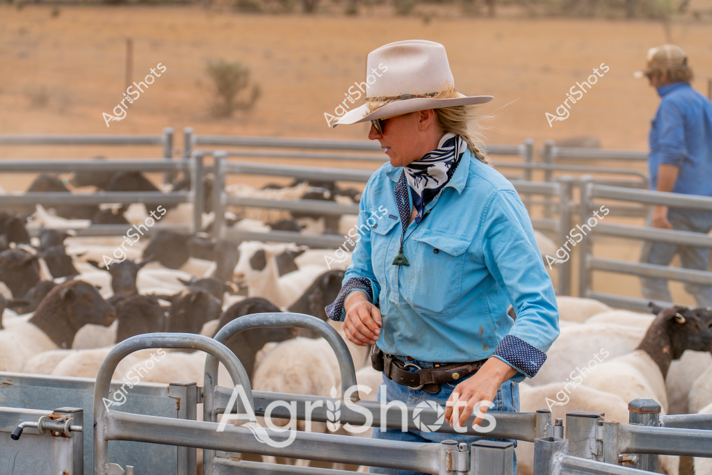 A woman stockman in a light blue work shirt and white Akubra hat stands near a livestock handling yard, surrounded by a flock of black and white goats. Her navy patterned bandana and sunglasses suggest preparation for a day of careful stock management in an arid, dusty paddock environment. Metal livestock gates and panels create a structured processing area where she appears focused and ready to guide the animals. Another worker in a blue shirt can be seen in the background, indicating this is a professional livestock operation. The landscape behind her is characterized by dry, golden-brown terrain with sparse vegetation, typical of an Australian rural setting during drought or dry season conditions.