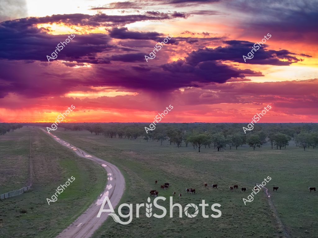 A breathtaking sunset landscape captures the quintessential Australian rural scene, with a winding dirt road cutting through a lush pasture where a small herd of black cattle graze peacefully. The sky erupts in a dramatic palette of deep purples, vibrant oranges, and golden yellows, with heavy clouds illuminated from behind, creating a stunning backlit effect across the expansive grasslands. Scattered gum trees dot the horizon, their silhouettes standing sentinel against the luminous sky, while the curving road leads the eye through the verdant paddock. The cattle, appearing to be Black Angus, are spread out across the green pasture, some standing, others grazing, embodying the calm of a late afternoon on a typical Australian cattle station. The image captures the raw beauty of rural Australia - the vast open spaces, the dramatic skies, and the quiet rhythm of pastoral life, where livestock and landscape merge in a timeless tableau of agricultural harmony.