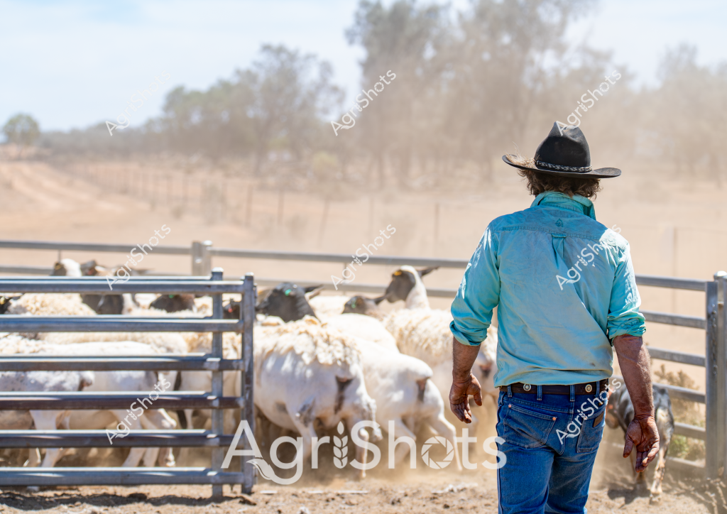A man stockman wearing a black cowboy hat and bright blue long-sleeved work shirt stands with his back to the camera, overlooking a flock of white sheep in a dusty livestock yard. Metal livestock panels divide the paddock, with trees visible in the hazy background creating a classic Australian rural landscape. The stockman appears focused on managing the sheep, which are densely clustered within the metal fencing. Dry, compacted earth and a subtle dust cloud suggest this is likely an arid or drought-affected region, typical of many Australian pastoral areas. The scene captures the everyday work of livestock management, with the stockman's stance reflecting years of experience in handling sheep in challenging environmental conditions.