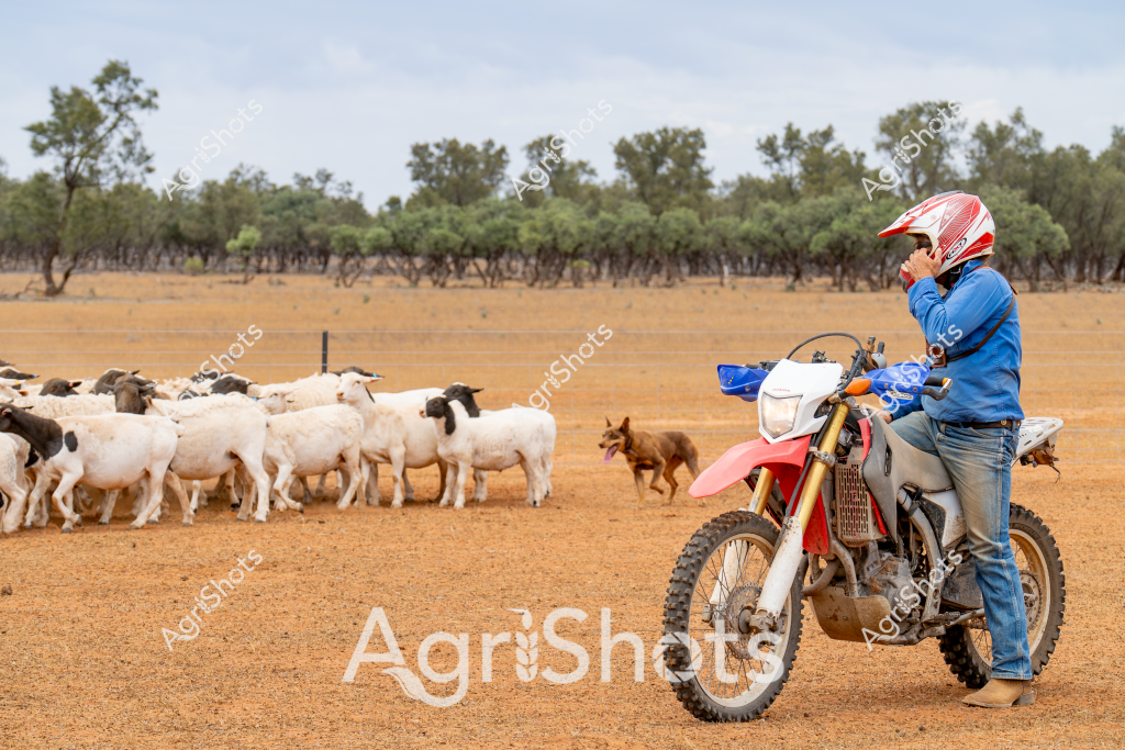 A man on a dirt track is herding a flock of white and black sheep using a dirt bike and a working dog in a dry, sparse Australian landscape. The rider, wearing a blue jacket and red and white motocross helmet, sits astride a red and white dirt bike, carefully navigating the terrain. A brown working dog runs near the tightly clustered group of sheep, helping to guide and control their movement. Sparse eucalyptus trees line the background, creating a typical Australian rural scene with a golden-brown paddock stretching out across the landscape. The image captures the practical and efficient approach to livestock management in Australian agricultural settings, where motorcycles and working dogs have replaced traditional horse-based mustering techniques.

The scene illustrates the adaptability of modern farming practices, showcasing how technology and working dogs are used to manage livestock in challenging, arid environments. The dry ground, sparse vegetation, and the rider's focused posture emphasize the demanding nature of sheep farming in rural Australia.