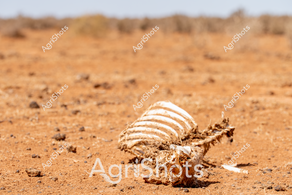 A bleached animal skeleton lies partially decomposed on a dry, reddish-orange desert landscape, revealing the stark ribcage and skeletal structure against the arid, rocky ground. The parched earth surrounding the bones is cracked and barren, with sparse vegetation and distant shrubs indicating an extreme drought environment typical of Australia's interior regions. Weathered and sun-bleached, the skeletal remains tell a grim story of survival and the unforgiving nature of the outback's harsh conditions. The monochromatic palette of rust-colored soil and white bone fragments creates a haunting visual that captures the raw, unrelenting reality of life and death in an uncompromising landscape. This image powerfully illustrates the challenging environmental conditions that test the resilience of both wildlife and agricultural systems in Australia's most arid zones.