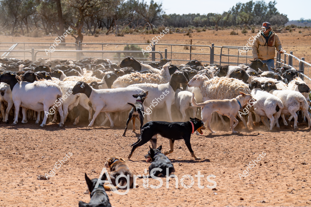 A skilled man livestock manager stands alongside a large mob of white and black sheep in a dry, dusty paddock in what appears to be an arid Australian agricultural setting. Several working dogs - black and tan kelpies - are positioned around the flock, helping to control and guide the sheep within metal yard fencing. The landscape is characterized by reddish-brown earth, sparse vegetation, and scattered eucalyptus trees in the background, suggesting this is likely a station or rural property in an inland region experiencing dry conditions.

The sheep appear to be a mixed flock, predominantly white with some black-faced individuals, potentially a breed like Dorper or a crossbred meat sheep variety. The working dogs are intensely focused, moving strategically around the tightly packed group of animals to maintain their position and assist the livestock manager in mustering and controlling the flock.

The scene captures the quintessential Australian agricultural landscape - a testament to the resilience of farmers and working animals in challenging environmental conditions. The man is dressed in practical work attire, including a tan jacket and hat, reflecting the functional approach to livestock management in rural Australia.