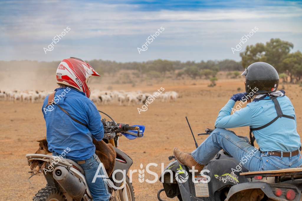 Two men on motorbikes survey a mob of white sheep across a dry, dusty paddock in rural Australia. The men wear blue shirts and protective helmets, with one in a red motocross helmet and the other in a black helmet, seated on an all-terrain vehicle and a motorcycle. The landscape is a typical Australian pastoral scene - golden-brown grass, sparse trees on the horizon, and a vast open sky with soft blue and white clouds. Several dozen sheep are grazing in the background, creating a light dust cloud as they move slowly across the arid terrain. The scene captures the essence of modern Australian livestock management, where motorcycles and quad bikes have replaced traditional horse-based mustering techniques. The dry conditions suggest this could be during a prolonged drought period, typical of many Australian agricultural regions.
