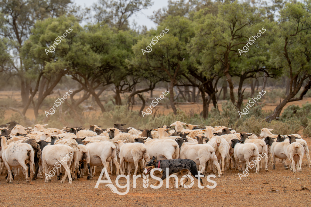 A vigilant working dog herds a large flock of white and dark-colored sheep in a classic Australian rural landscape. The dense mob of sheep, predominantly light-colored with some dark individuals, stands tightly clustered on dry, reddish-brown earth, surrounded by scattered gum trees and sparse native vegetation. A compact black and tan working dog, likely a Kelpie or Australian Cattle Dog, navigates carefully through the flock, demonstrating the critical role of livestock dogs in managing large herds across challenging pastoral environments. The background reveals a typical Australian bushland setting with mature eucalyptus trees creating a muted green and grey backdrop, their branches spreading wide across the arid landscape. The scene captures the essence of Australian sheep farming - a testament to the resilience of both animals and handlers in managing livestock across vast, challenging terrain. The tight grouping of sheep and the strategic positioning of the herding dog showcase the precision and skill required in rural agricultural practices.