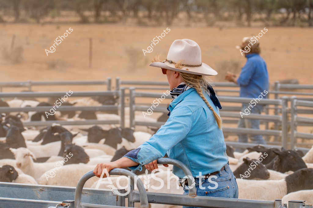 A woman stockman wearing a cream-colored wide-brimmed hat and light blue long-sleeved shirt stands at a livestock yard, carefully observing a flock of black and white sheep. Her braided hair trails down her back, and she leans casually against a metal gate in the foreground, with another worker visible in the background. The dry, golden paddock stretches behind the metal livestock yards, with sparse trees and fencing creating a typical Australian rural landscape. The sheep are tightly clustered within the metal livestock pens, their woolly bodies creating a textured mass of white and dark markings. The scene captures the essence of Australian sheep farming, showcasing the careful management and attentive work of rural stock workers in a classic outback setting.

The composition highlights the connection between the stockwoman and the livestock, demonstrating the skill and quiet concentration required in managing sheep. Her outfit - practical blue shirt, robust denim jeans, and protective wide-brimmed hat - speaks to the functional nature of farm work and the need for sun protection in the harsh Australian landscape.