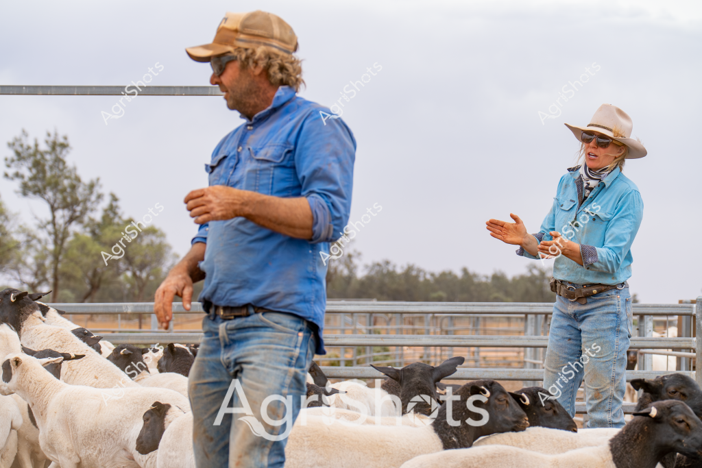 A woman and a man stockman work together in a livestock yard, managing a mixed flock of white and black sheep. Dressed in blue chambray shirts and wearing wide-brimmed hats for sun protection, they appear to be coordinating the movement and sorting of the sheep within metal livestock yards. The landscape in the background suggests an Australian rural setting, with scattered trees and an open sky creating a typical pastoral scene. Their body language indicates careful communication and collaboration, with the woman gesturing and the man positioned among the sheep, demonstrating the teamwork essential in livestock management. The sheep - a mix of white and black woolly animals - are clustered tightly within the yard's metal railings, ready for potential drafting, health checks, or preparation for movement.