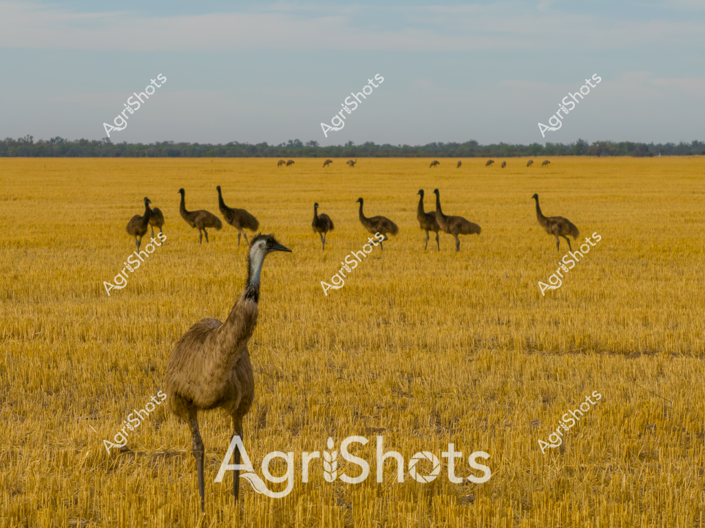A striking landscape featuring a group of emus wandering across a golden wheat stubble field after harvest. These large, distinctive Australian birds are scattered across the expansive, sun-bleached paddock, with some birds in the foreground and others dispersed in the background. The landscape stretches to a distant treeline, creating a classic Australian agricultural scene that captures the vast, open nature of rural farming country.

The wheat field appears recently harvested, with short stubble creating a uniform golden-yellow texture that extends to the horizon. Multiple emus, with their characteristic long necks and brown-feathered bodies, move casually across the landscape, showcasing the wildlife that coexists with agricultural environments. The soft blue-grey sky provides a muted backdrop to the vibrant yellow field, creating a sense of spaciousness and tranquility typical of Australian rural landscapes.

This image perfectly encapsulates the intersection of wildlife and agriculture, highlighting the unique ecosystem of Australian farmland where native birds like emus roam freely across harvested crop fields. The scene speaks to the broader narrative of Australian agricultural landscapes - vast, open, and rich with natural beauty.