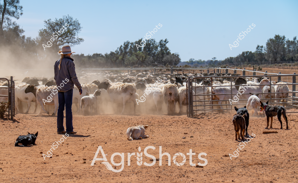 A stockman stands amid a dusty sheep paddock, overseeing a large flock of woolly sheep crowded into metal yard panels. Three working dogs are strategically positioned around the livestock - two standing alert and one resting on the dry, reddish earth. The scene captures a typical Australian sheep station environment, with sparse trees and bush landscape visible in the background under a clear blue sky.

The person is wearing a wide-brimmed hat and dark clothing, standing sideways and watching the tightly packed mob of sheep raising dust as they shuffle within the metal gates. The sheep appear to be a mix of white and darker-colored animals, tightly clustered together. Several young lambs are visible among the adult sheep, indicating this is likely a breeding flock.

The environment suggests an arid or semi-arid region, with the ground parched and covered in red dirt, characteristic of inland Australian pastoral landscapes. The working dogs - likely Australian Kelpies or similar herding breeds - demonstrate the critical role of canine assistance in managing large livestock mobs in challenging rural environments.

This image powerfully represents the traditional practices of Australian sheep farming, highlighting the interdependence between humans, dogs, and livestock in managing agricultural operations across vast and demanding terrains.