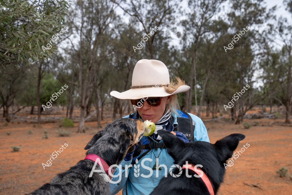 A woman wearing a white wide-brimmed hat and sunglasses stands in a dry, arid landscape with sparse trees and reddish soil, holding two working dogs. One dog appears to be taking a bite from an apple or similar fruit she is offering. The woman is dressed in a blue shirt with a patterned scarf, suggesting she is likely a livestock manager or farm worker in an outback or rural Australian setting. The surrounding landscape looks like a typical arid region, with scrubby trees and open ground, characteristic of many inland agricultural areas in Australia. Her interaction with the dogs indicates a close working relationship, common among rural workers who rely on well-trained canine companions for managing livestock or farm tasks. The scene captures the essence of rural Australian agricultural life - resilient, practical, and closely connected to the challenging landscape.