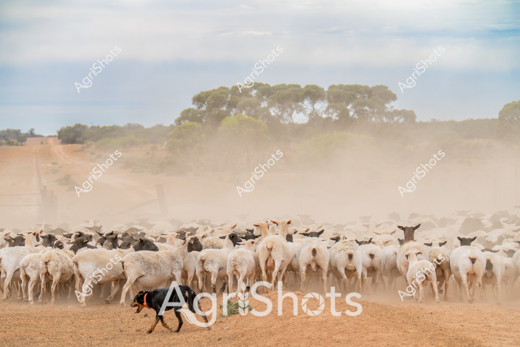 A hardworking sheepdog herds a large flock of white Merino sheep across a dusty rural paddock in the Australian outback. The compact black and tan working dog moves with precision, guiding hundreds of woolly sheep through a cloud of golden ochre dust. Sparse eucalyptus trees and scrubland line the distant horizon under a soft, pale blue sky, creating a classic Australian pastoral landscape. The tight mob of sheep, predominantly white with some darker individuals, stand closely packed together, their woolly backs and rumps facing various directions as they move across the dry, compact earth. The scene captures the essential partnership between skilled working dogs and livestock in Australian agriculture, highlighting the challenging yet beautiful environment of rural sheep farming. The swirling dust and dense flock demonstrate the harsh but productive nature of sheep management in Australia's arid agricultural regions.