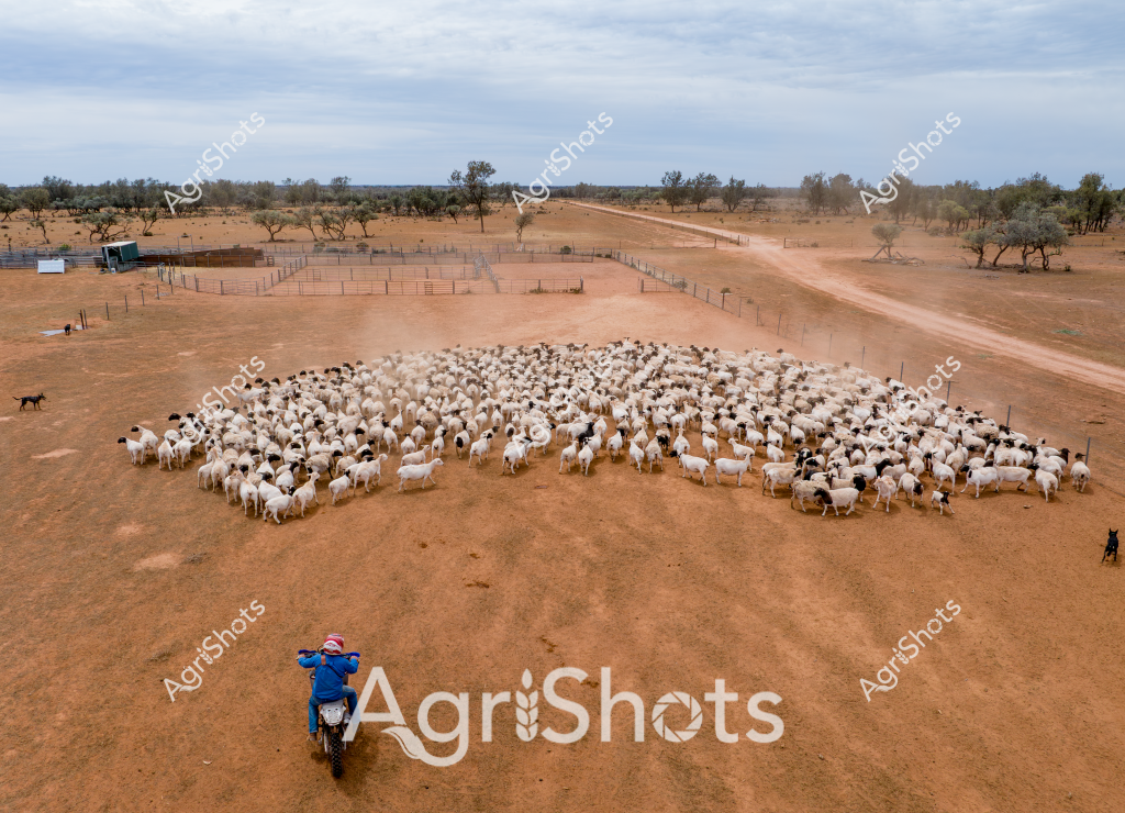 A large mob of white and black goats is closely clustered in a dry, dusty paddock under an overcast sky, creating a striking contrast against the rusty-red earth of what appears to be a remote Australian station. A person in a bright blue jacket rides a motorcycle at the edge of the herd, suggesting they are mustering or managing the livestock. Several working dogs can be seen around the periphery of the goat group, indicating a coordinated herding effort. Sparse eucalyptus trees and fenced paddocks stretch across the arid landscape in the background, highlighting the challenging environmental conditions of this agricultural setting. The image captures the essence of livestock management in Australia's harsh interior, where skilled stockpeople and their dogs work together to control and move herds across vast, unforgiving terrain.