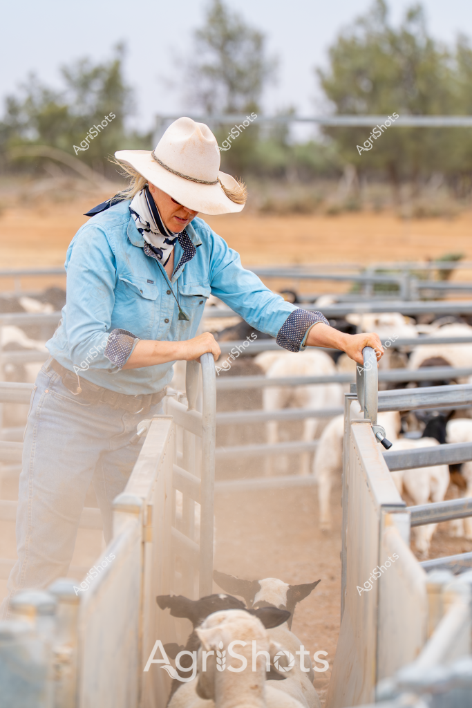 A woman stockman wearing a wide-brimmed light cream hat and blue chambray work shirt carefully manages a group of sheep in a dry, dusty livestock yard. She leans over metal cattle yards with precise, purposeful movements, her scarf protecting her neck from the harsh Australian sun. Merino sheep are clustered in the narrow concrete-lined processing race, their woolly bodies creating a textured landscape of soft whites and grays against the arid background. Sparse trees and fencing define the pastoral setting, suggesting this is likely a sheep station in an inland region with challenging environmental conditions. Her posture and attentive stance demonstrate the skill and concentration required in livestock management, highlighting the critical role of experienced workers in Australian agricultural operations.