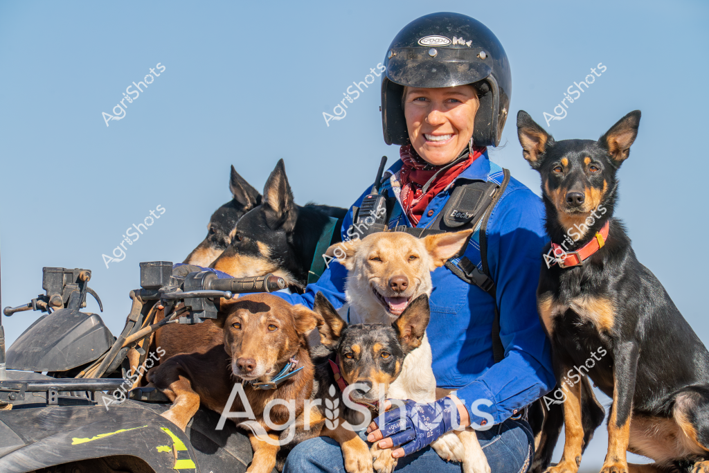 A woman dog handler wearing a blue jacket and black safety helmet sits with five working dogs on an all-terrain vehicle, capturing the essence of rural working dog training and agricultural support. The dogs, appearing to be mixed breed working dogs with distinct black and tan markings, are seated closely around her, demonstrating discipline and companionship. Two dogs have a relaxed posture with slightly squinted eyes, while others sit attentively with alert ears. The clear blue sky provides a clean backdrop, highlighting the professional relationship between the handler and her canine team. Her bright smile and confident posture suggest years of experience in managing and training these intelligent working animals, likely used for mustering livestock or farm support tasks in rural Australia.

The image represents the critical role of working dogs in agricultural operations, showcasing the bond between a skilled handler and her well-trained team against a bright, open landscape typical of Australian farming environments.