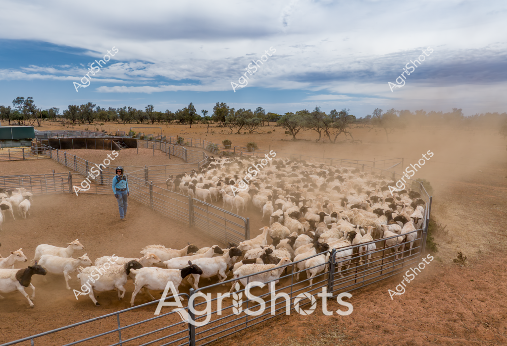 A woman stockman manages a large mob of white and black-flecked sheep in a dusty sheep yard under cloudy skies in an arid Australian pastoral landscape. The dense flock moves through metal livestock gates, kicking up substantial red earth dust that billows across the dry paddock. Scattered eucalyptus trees line the background, providing sparse shade in the scorching environment. The stockman, wearing blue work attire and standing confidently within the yard, carefully guides the sheep through the narrow metal gate sections of the robust livestock handling infrastructure. The scene captures the challenging conditions of sheep farming in rural Australia, where skilled workers manage large herds across expansive, drought-affected stations. The image depicts the precision and expertise required in mustering and moving livestock in harsh outback conditions.