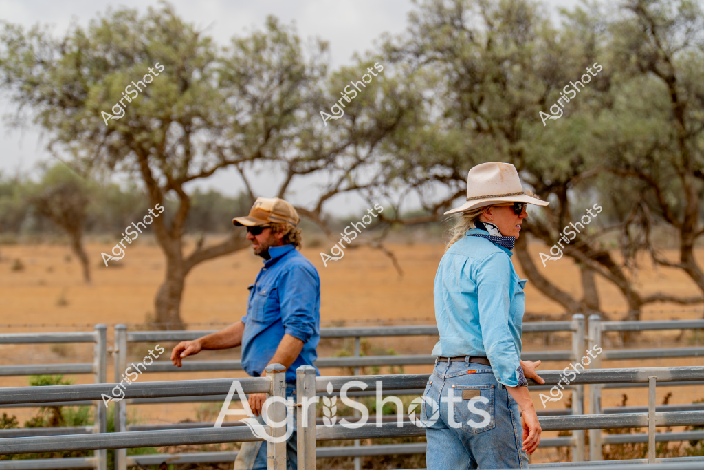 Two rural workers in agricultural attire stand beside metal livestock yards in a dry, tree-lined landscape. A woman wearing a cream-colored wide-brimmed hat and light blue long-sleeved shirt faces away from a man in a blue work shirt, both leaning casually against metal fence rails. The background reveals sparse olive-green trees scattered across a dusty golden paddock, suggesting an arid Australian rural setting. Their positioning and clothing indicate they are likely station workers or livestock managers engaged in a moment of observation or discussion about farm operations. The wide-brimmed hats, long-sleeved shirts, and sturdy denim jeans are typical of Australian rural workwear designed for protection from harsh sun and challenging outdoor conditions.

The scene captures the quiet concentration and professional stance of agricultural workers, emphasizing the connection between people and the challenging landscape of rural Australia. Their relaxed but purposeful posture suggests an intimate understanding of the environment and their agricultural responsibilities.