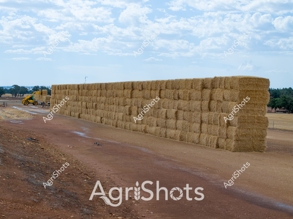 A massive wall of precisely stacked hay bales dominates the landscape, creating an impressive agricultural storage structure against a soft, cloud-studded sky. The golden rectangular bales are meticulously arranged in a long, uniform wall, stretching across a dry, reddish-brown dirt area. A yellow telescopic handler (telehandler) is positioned to the left side of the image, suggesting ongoing hay storage or transportation operations. The scene captures the scale of modern agricultural hay production, with the neat, geometric stack representing efficient crop storage and management. Scattered trees and a distant horizon provide context to this rural agricultural setting, highlighting the expansive nature of hay production and storage in a dry agricultural environment.

The precise arrangement of the hay bales demonstrates the technical skill and mechanization of contemporary farming practices, with each bale carefully positioned to create a stable, compact storage solution. The golden color of the hay contrasts beautifully with the pale blue sky and earthy ground, creating a visually striking agricultural landscape that speaks to the hard work and precision of rural farming operations.