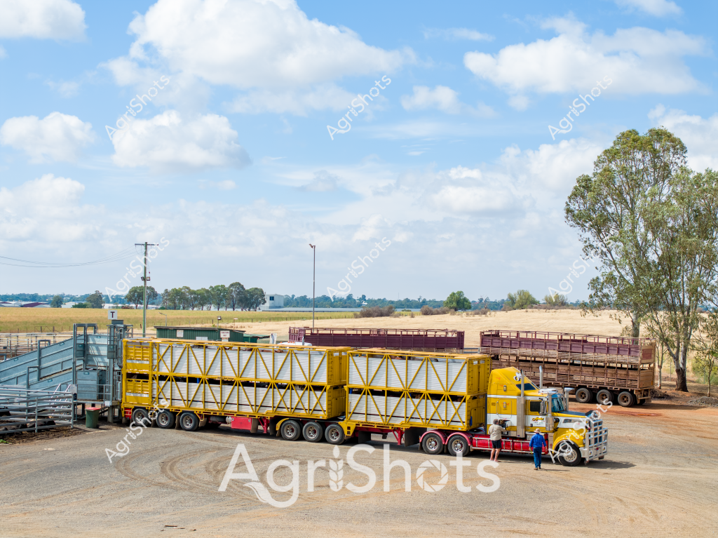 A massive yellow and white livestock transport truck is parked at a rural loading yard, ready for cattle transportation. The long, multi-tiered trailer is designed with sturdy metal crates for safely moving livestock across Australian agricultural regions. A man in blue workwear stands near the truck, indicating the professional livestock transport operations typical of large cattle stations. Surrounding the truck, the landscape features eucalyptus trees, dry golden grasslands, and a bright blue sky with scattered white clouds. Electrical poles and rural infrastructure are visible in the background, suggesting this is a standard livestock loading area in an agricultural setting. The truck's bright yellow and white color scheme stands out against the earthy tones of the paddock, highlighting the essential role of specialized transportation in Australian agricultural operations.
