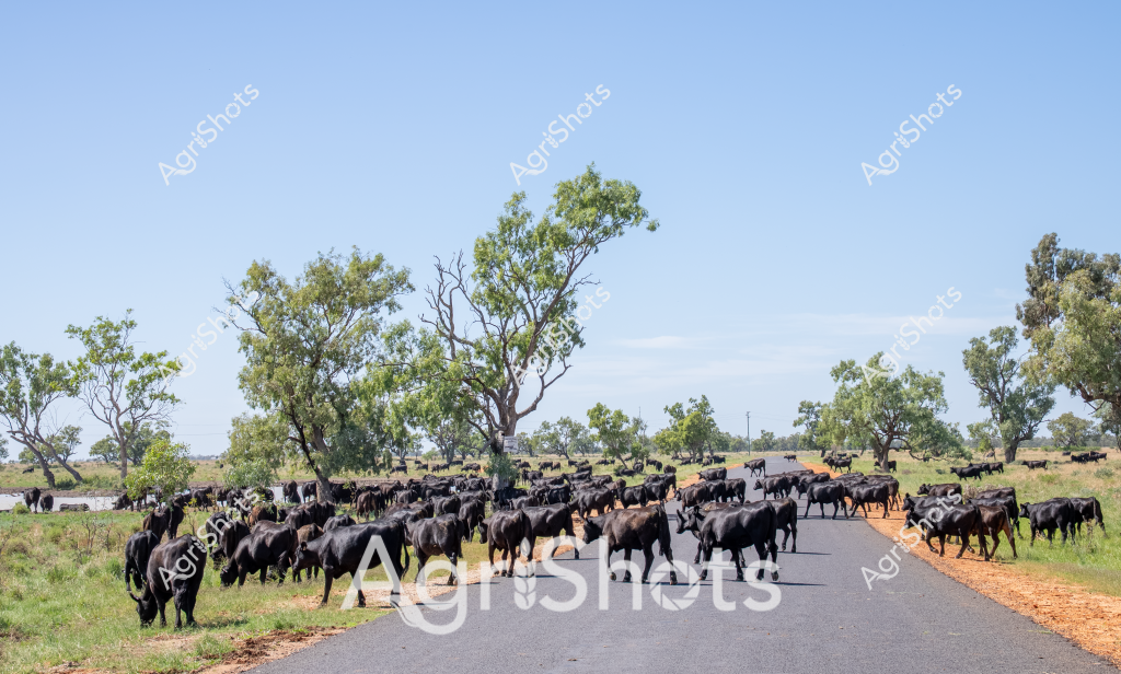A large herd of black Angus cattle crosses a rural road, surrounded by scattered gum trees and dry grassland typical of an Australian pastoral landscape. The cattle occupy both sides of the bitumen road, creating a striking contrast between the dark animals and the light-colored earth and sky. Sparse eucalyptus trees dot the background, providing occasional shade for the cattle in what appears to be a warm, dry season. The landscape suggests this is likely a cattle station in Queensland or the Northern Territory, with a substantial breeding herd moving between paddocks. The clear blue sky and open terrain showcase the expansive nature of Australian cattle farming, where large herds can roam across extensive properties. The scene captures the essence of extensive cattle production, with a robust herd of black Angus demonstrating the scale and resilience of Australian livestock agriculture.