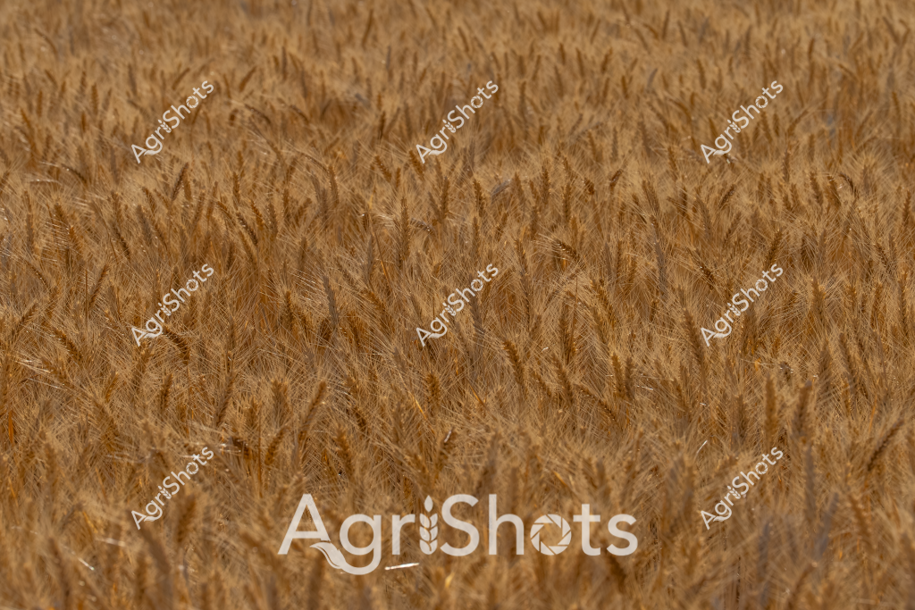 A dense, golden wheat field fills the entire frame, showcasing the rich, textured landscape of an Australian grain-growing region. The wheat stalks are mature and ripe, with their characteristic amber-brown color indicating they are ready for harvest. Each stalk is densely packed, creating a uniform sea of golden grain that stretches to the horizon, suggesting a promising crop yield. The intricate details of the wheat heads are visible, with their delicate bristles and compact seed clusters demonstrating the health and quality of this agricultural crop. The uniform coloration and consistent height of the wheat suggest careful cultivation and optimal growing conditions, likely in a key grain-producing region such as Western Australia's Wheat Belt or the grain-growing areas of New South Wales and South Australia.

The image captures the essence of Australia's critical grain production, highlighting the importance of wheat as a staple crop and export commodity. The golden hues and rich texture evoke the hard work of farmers and the significance of broadacre cropping in the Australian agricultural landscape.