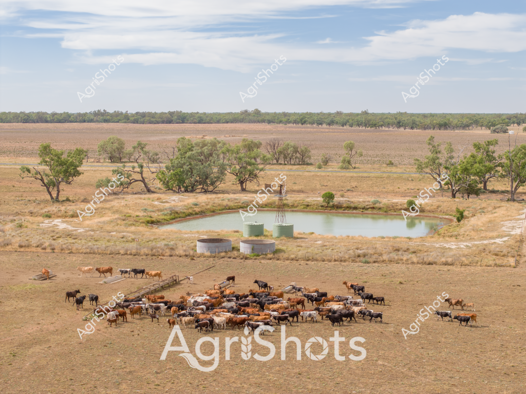 A classic Australian pastoral scene captures a small herd of mixed-breed cattle clustered around a water dam in a dry, expansive landscape. The circular water dam, accompanied by windmill and water storage tanks, sits in the center of a parched paddock with scattered eucalyptus trees and sparse grassland stretching toward distant tree lines. Multiple cattle breeds are represented - including black, brown, and white animals - huddled together near the water source in what appears to be a challenging dry season environment. The landscape suggests an inland Queensland or New South Wales pastoral station, with its characteristic wide-open terrain and minimal vegetation indicative of prolonged drought conditions. A windmill stands sentinel beside the water dam, a quintessential feature of Australian rural infrastructure, providing critical water access for livestock in arid agricultural regions. The scene powerfully illustrates the resilience of Australian cattle farming, where strategic water management is essential for survival during harsh environmental conditions.