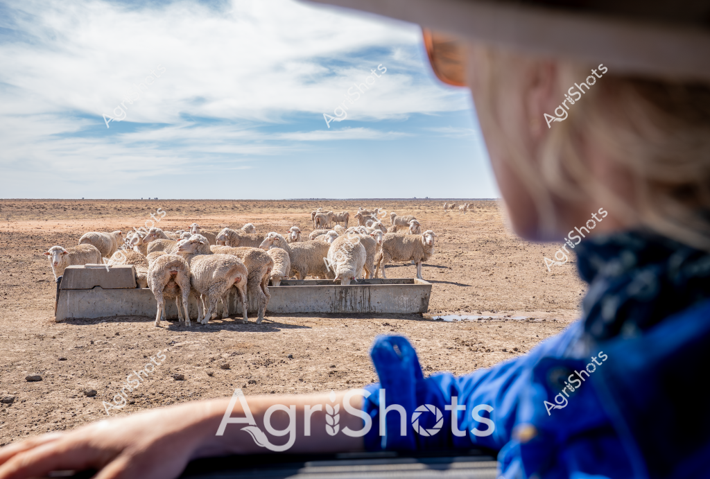 A flock of merino sheep cluster around concrete feed troughs in a dry, expansive paddock under a pale blue sky. A person wearing a blue jacket observes the livestock from nearby, suggesting this is a routine feeding session on a drought-affected station or farm. The barren landscape stretches to a distant horizon, with the sheep tightly grouped around the metal feeding stations, highlighting the challenging environmental conditions. Their woolly white fleeces stand out against the brown, parched earth, indicating these are likely well-maintained merino sheep being carefully managed during difficult seasonal conditions. The image captures the resilience of Australian agricultural practices, where farmers must provide consistent care and supplementary feed to livestock during periods of low rainfall and limited pasture growth.