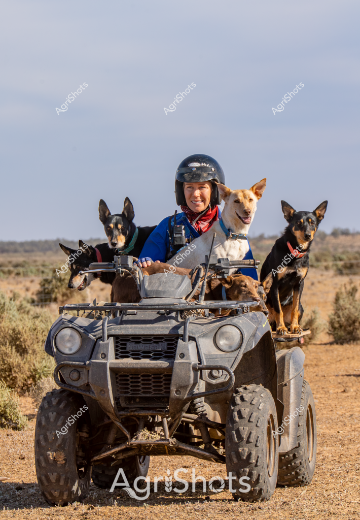 A woman in a blue jacket and black safety helmet sits on an all-terrain vehicle (ATV) accompanied by five working dogs in an arid Australian outback landscape. The rugged grey ATV is positioned in a sparse, rocky terrain with low scrubby vegetation and a pale sky in the background. Four dogs - appearing to be Australian cattle dogs or kelpies in black, tan, and cream colors - are positioned strategically around the vehicle, demonstrating their working dog training and discipline. The woman wears a bright red bandana and appears to be a livestock manager or rural worker, smiling confidently amid the remote setting. Her positioning and the dogs' placement suggest they are engaged in mustering, monitoring, or managing livestock across a challenging rural terrain typical of Australia's interior regions. The scene captures the essential partnership between skilled workers, their highly trained dogs, and robust agricultural equipment in navigating demanding outback environments.