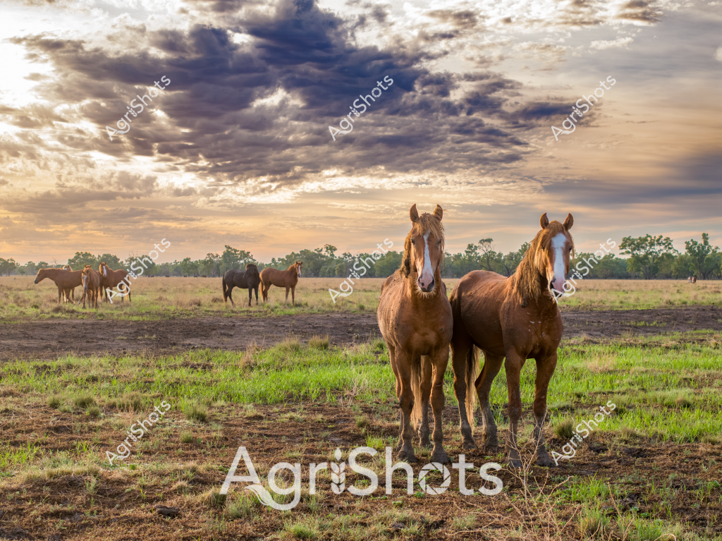 Two chestnut-colored horses stand confidently in the foreground of a dramatic rural landscape, with a sweeping cloudy sunset sky creating a moody backdrop. The horses, with their rich brown coats and distinctive white facial markings, are positioned in a grassy paddock with a mix of green and dry ground, suggesting late summer or early autumn conditions. Behind them, several more horses can be seen in the middle distance, indicating this is likely a small herd or breeding property. The expansive sky is particularly striking, with layers of dark and light clouds creating a textured, atmospheric scene that highlights the rugged beauty of the Australian rural landscape. The horses appear alert and calm, their muscular forms silhouetted against the golden-toned evening light, embodying the strength and grace typical of Australian stock horses. The environment suggests a wide-open pastoral setting, with trees visible on the distant horizon and the ground showing signs of both green growth and dry seasonal conditions.