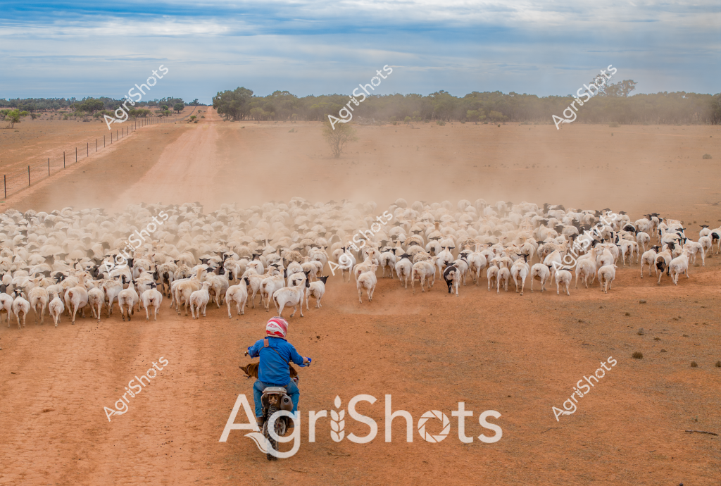 A lone stockman on a motorbike guides a large flock of white sheep across a dusty, sun-baked paddock in rural Australia. The expansive landscape stretches out with reddish-brown earth, fenced boundaries, and distant eucalyptus trees creating a classic outback scene. A thick cloud of dust rises behind the herd, highlighting the movement of hundreds of sheep across the dry terrain. The stockman, dressed in a blue jacket and wearing a distinctive red cap, skillfully navigates the motorcycle through the mob, demonstrating the modern approach to livestock management in Australian agriculture. The sparse vegetation and arid conditions suggest this is likely during a drought period, emphasizing the challenging environment of rural Australian farming. The image captures the essence of pastoral farming - a single worker managing a large flock across a vast, unforgiving landscape.