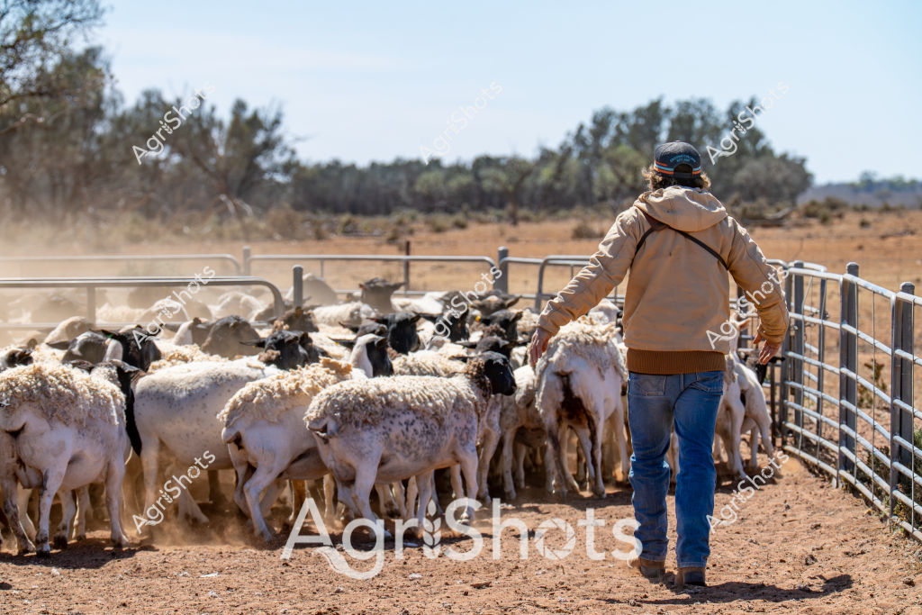 A skilled person managing a small flock of merino sheep through a dusty yards paddock in rural Australia. The stockman, wearing a tan jacket, blue jeans, and a knit cap, walks alongside the densely packed group of white and black sheep within metal livestock fencing. The surrounding landscape shows a dry, arid environment with sparse eucalyptus trees and golden-brown ground, typical of an Australian pastoral setting. Dust rises around the sheep's hooves as they move together, suggesting active mustering or yard management activities. The scene captures the everyday work of livestock management in a challenging rural landscape, highlighting the close relationship between farmers and their animals.

The image reflects the resilience and practical skills required in Australian sheep farming, where careful handling and movement of livestock is critical to successful agricultural operations. The tight formation of the merino sheep and the controlled movement by the stockman demonstrate the expertise needed in managing livestock in harsh environmental conditions.