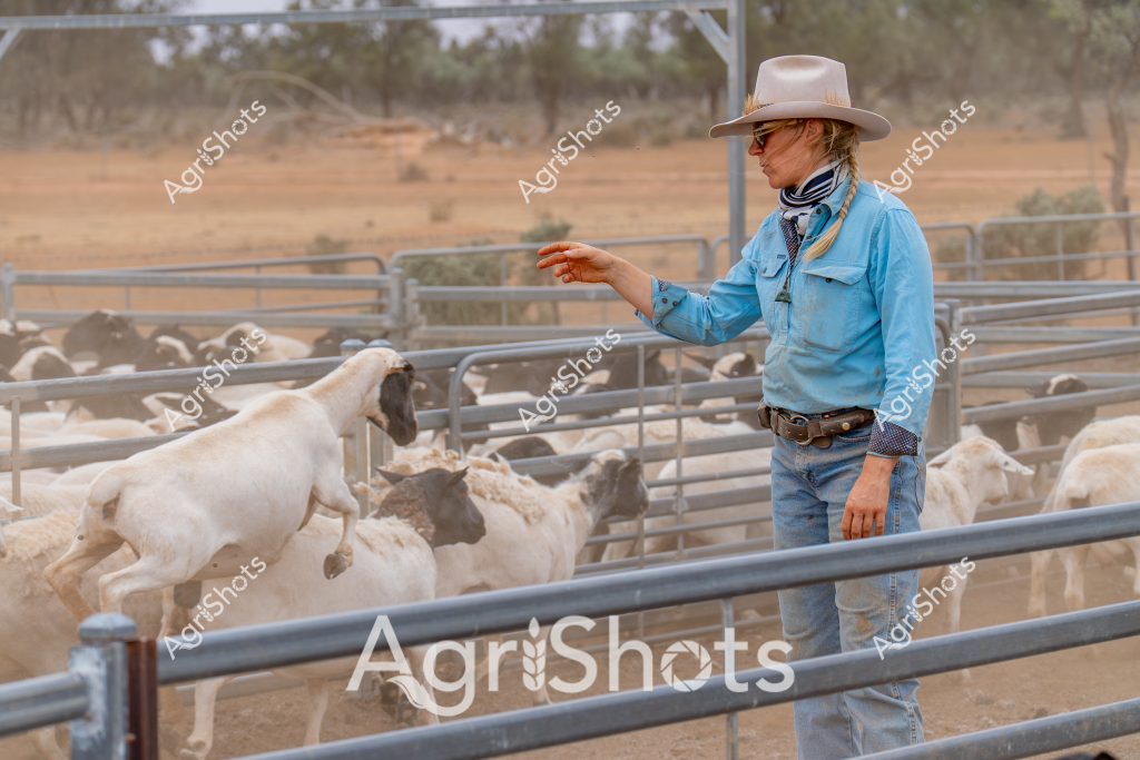 A woman stockman in a light blue work shirt, white wide-brimmed hat, and denim jeans stands in a dusty livestock yard managing a herd of white goats. The rural paddock setting features metal livestock yards with gray steel railings, dry golden grasslands, and scattered trees in the background, characteristic of an arid Australian agricultural landscape. The stockwoman extends her arm, gesturing and directing the goats, demonstrating the skilled livestock management typical of rural Australian farming operations. Her attire - including the classic stockman's hat, practical blue workshirt, and sturdy denim - reflects the functional and hardworking culture of Australian agricultural workers. The goats, predominantly white with some gray individuals, move within the confined yard space, highlighting the controlled and systematic approach to livestock handling in contemporary Australian farming.

The scene captures the essence of rural stock management, with the stockwoman's confident posture and deliberate movements illustrating the expertise required in handling livestock in challenging, dry environmental conditions. The image represents the resilience and skill of Australian agricultural workers who work closely with livestock in often harsh and demanding landscapes.