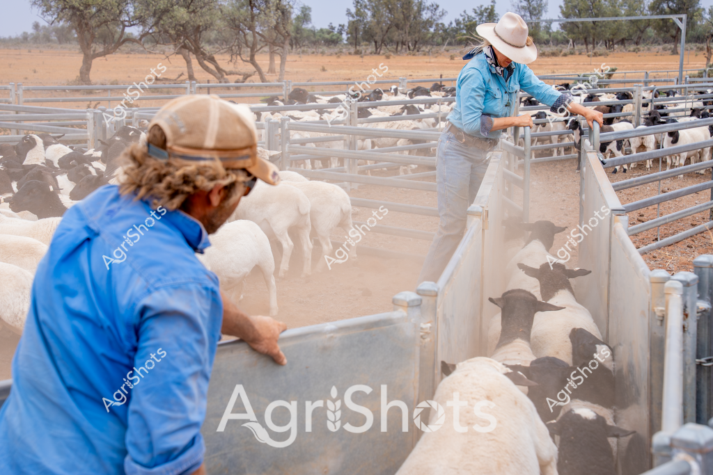 Two rural workers in blue shirts and wide-brimmed hats manage a herd of white goats in a dry, dusty livestock yard. The yard features metal livestock gates and pens, with sparse trees and arid landscape visible in the background. A woman in a light-colored hat and blue long-sleeved shirt stands near the gate, carefully managing the goat movement through a narrow chute. Another worker in a blue shirt observes from a nearby position, suggesting a collaborative approach to livestock handling. The scene captures the challenging environment of Australian pastoral agriculture, with red earth, metallic infrastructure, and resilient livestock reflecting the tough conditions of rural stock management. The workers' protective clothing - long-sleeved shirts, wide-brimmed hats, and sturdy work pants - indicates careful preparation for working in harsh, sun-exposed conditions typical of Australia's agricultural regions.