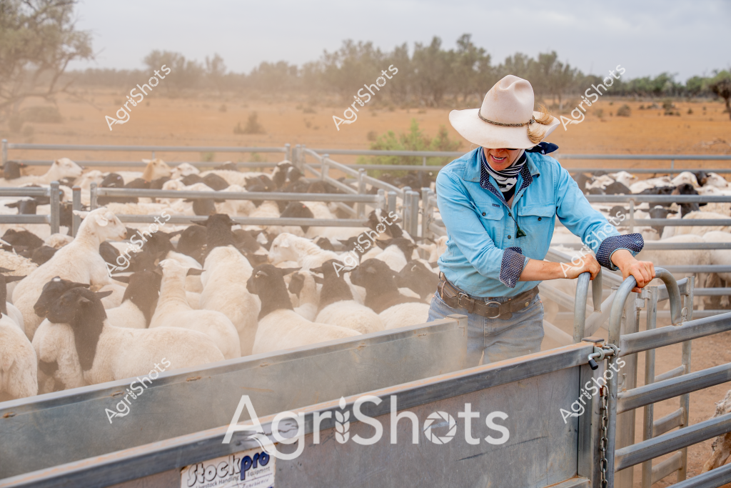A woman stockman stands at a metal livestock gate, overseeing a large flock of sheep in a dusty rural paddock. Wearing a wide-brimmed light-colored hat, blue long-sleeved work shirt, and denim pants, she leans against a metal livestock trailer labeled "Block Pro". The sheep - a mix of white and dark-colored animals - are densely packed within metal yard panels, creating a textured landscape of woolly bodies and angular metal infrastructure.

The background reveals a typical Australian pastoral scene: sparse trees, dry golden-brown ground, and a hazy horizon suggesting warm, arid conditions. Her posture suggests careful observation and professional control, embodying the quiet expertise of rural agricultural workers. Dust hangs in the air, adding a sense of atmospheric depth to the scene and highlighting the challenging environmental conditions of the landscape.

The image captures a quintessential moment of livestock management, showcasing the connection between a skilled stockwoman and the flock in a classic Australian agricultural setting. Her attentive stance and the carefully arranged sheep yards speak to the precision and skill required in rural livestock operations.