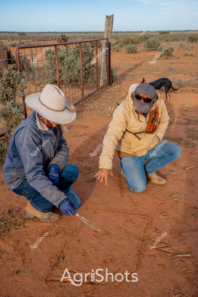 Two workers examine ground tracks in an arid Australian outback landscape, carefully studying animal or wildlife movement patterns. A man wearing a white wide-brimmed hat and blue work jacket and another worker in a light yellow jacket and cap crouch down on the deep rusty-red soil, intently tracing markings on the ground. A black dog stands in the background near a wire mesh gate, surveying the sparse landscape of low scrub and distant horizon. The environment suggests a remote station or rural property, with scattered saltbush and sparse vegetation typical of central Australian terrain. The workers appear to be conducting environmental tracking, wildlife monitoring, or land management research, demonstrating the meticulous observation skills required in rural Australian agricultural and conservation work.

The scene captures the essence of outback fieldwork - two experienced professionals using close observation and local knowledge to understand subtle environmental indicators. Their careful postures and focused examination of ground tracks reveal the deep connection between agricultural workers and the landscape, highlighting the importance of detailed environmental understanding in managing remote Australian properties.