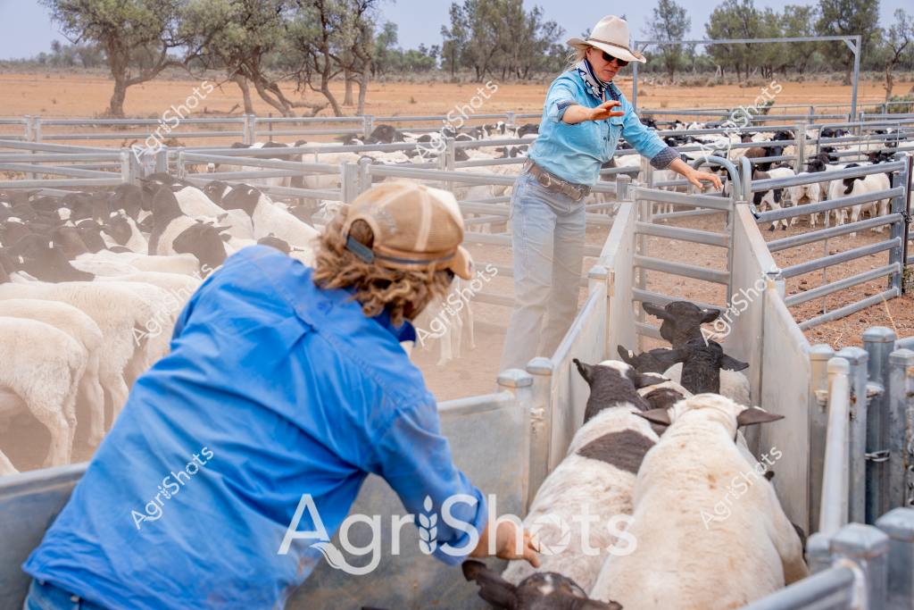 A woman stockman in a light blue long-sleeved shirt and wide-brimmed hat works in a dry, dusty livestock yard, carefully managing a group of white and black sheep through metal livestock gates. The arid landscape features scattered eucalyptus trees and reddish-brown earth, typical of an Australian rural station or pastoral property. Another worker in a bright blue jacket assists with moving the sheep through the narrow metal loading chute, raising dust around their legs as they guide the animals.

The scene captures the precision and skill required in sheep handling, with the workers demonstrating professional livestock management techniques. Multiple sheep - a mix of white and darker-colored animals - are tightly packed in the metal yard, waiting to be sorted or moved. The environment suggests a hot, dry climate, with sparse vegetation and open paddocks stretching into the distance, reflecting the challenging conditions of Australian pastoral agriculture.

The image exemplifies the daily work of stockpeople in managing livestock, showcasing the important role of human skill and experience in agricultural operations. The careful positioning of the workers, the sturdy metal infrastructure, and the dust-laden atmosphere all contribute to a powerful representation of Australian rural life and sheep farming.