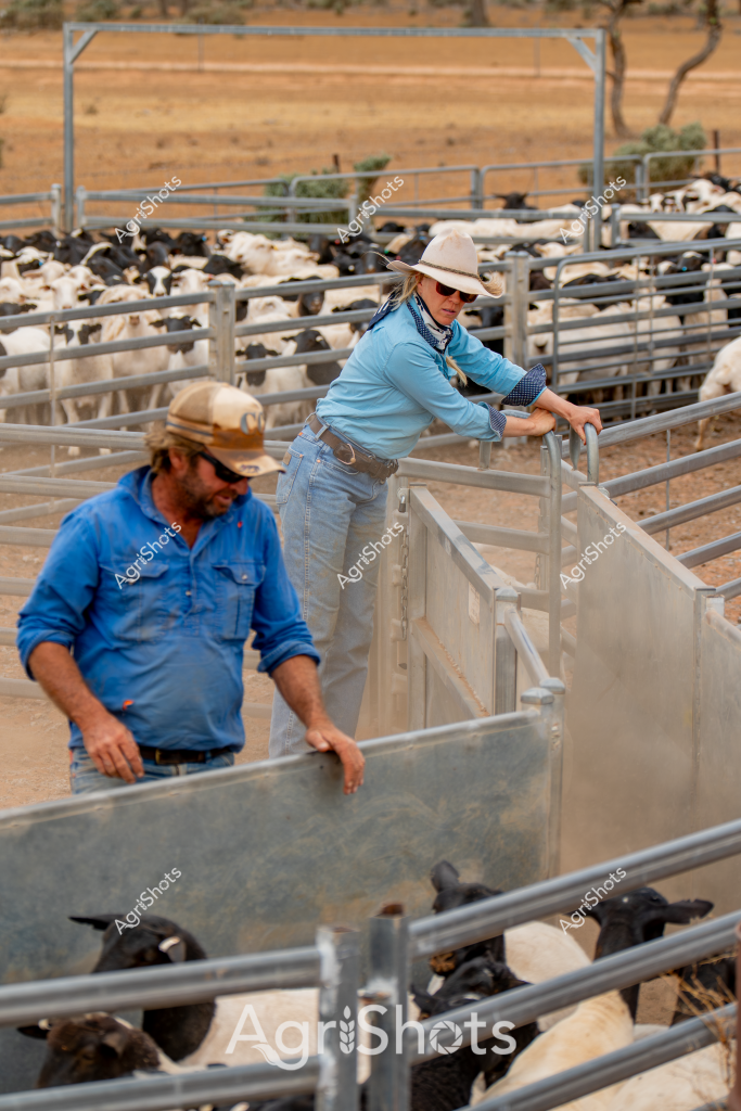 A woman and a man are working together in a livestock yard, managing a flock of black and white sheep. The woman, wearing a white hat, light blue long-sleeved shirt, and blue jeans, leans against a metal livestock gate in the foreground. A man in a blue work shirt stands nearby, both carefully monitoring the sheep contained within the metal yard fencing.

The livestock yard appears to be in a dry, arid landscape with sandy ground and sparse vegetation visible in the background. Metal livestock gates and fencing create a systematic pen system, typical of Australian rural livestock management. Multiple groups of sheep - both black and white - are clustered within the different fenced sections, suggesting this is likely a sheep station or farm in an inland region.

The scene captures the careful, methodical work of livestock management, with the workers positioned strategically to control and monitor the animal movement. Their clothing - practical work shirts, jeans, and a protective hat - reflects the functional approach to agricultural work in challenging rural environments. The metal infrastructure and careful positioning of the workers demonstrate the professional approach to sheep farming in what appears to be a challenging, dry Australian landscape.
