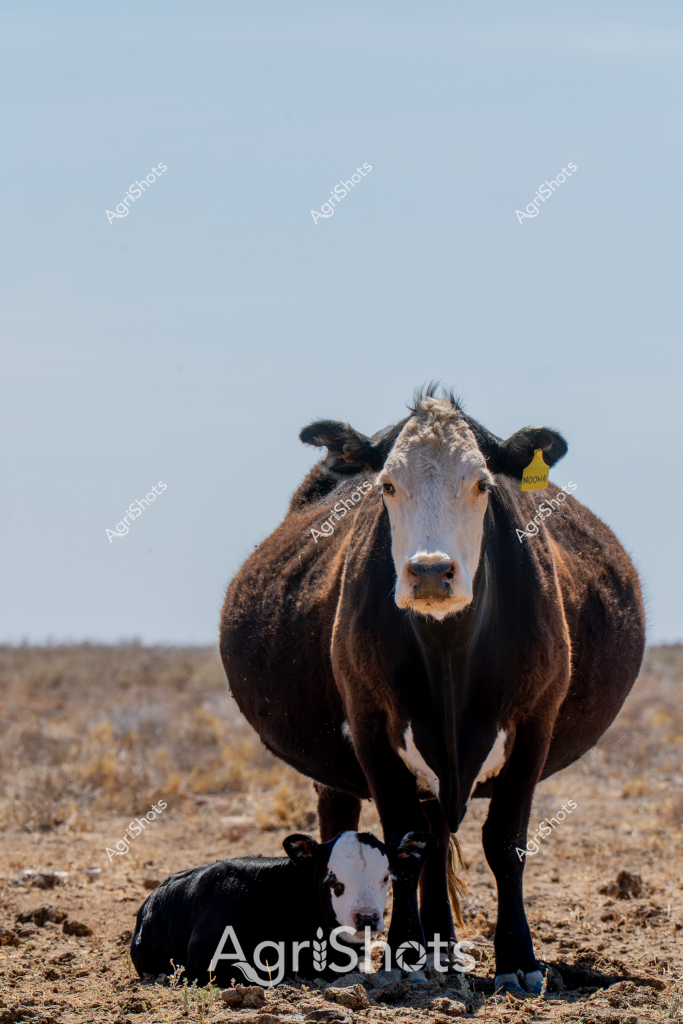 A robust black and white beef cow stands confidently in an arid, rocky landscape, with her newly born black and white calf resting at her feet. The mature cow wears a yellow ear tag, indicating she is part of a managed livestock herd, likely in a dry inland region of Australia. Her sturdy build and protective stance suggest she is a high-quality beef breed, possibly an Angus or Hereford cross, well-adapted to harsh pastoral conditions.

The surrounding terrain is sparse and rocky, with minimal vegetation - characteristic of drought-affected or semi-arid grazing lands typical of central or western Australian cattle stations. The pale blue sky and flat horizon emphasize the expansive, unforgiving nature of the landscape. The cow's thick winter coat and the calf's close proximity to her mother hint at the challenges of survival in such an environment.

The image captures a powerful moment of maternal protection and resilience, embodying the strength of Australian livestock and the enduring spirit of agricultural communities that thrive in challenging conditions. The close-up perspective allows viewers to appreciate the detailed markings, muscular structure, and stoic demeanor of this cattle breeding pair.