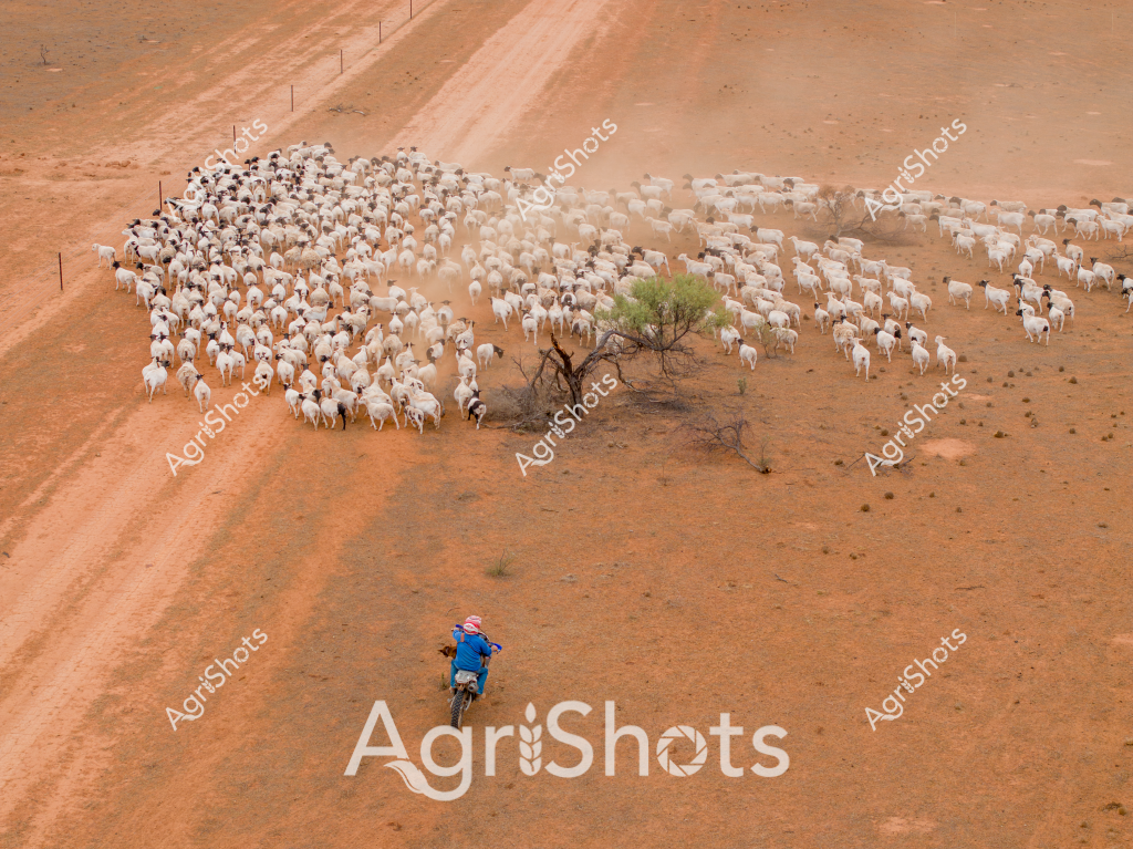 A lone stockman on a blue motorbike expertly guides a large flock of white goats across a dusty, ochre-colored landscape in central Australia. The herd, comprising hundreds of goats, moves in a tight, clustered formation across the arid terrain, kicking up a fine cloud of red dust. A solitary, stunted tree breaks the sparse landscape, highlighting the harsh, drought-affected environment. The stockman's bright blue shirt and helmet stand in sharp contrast to the monochromatic orange-brown landscape, symbolizing the resilience and skill required in managing livestock in extreme conditions. The scene captures the challenging nature of pastoral farming in Australia's interior, where livestock management demands both technological assistance and traditional stockmanship skills.