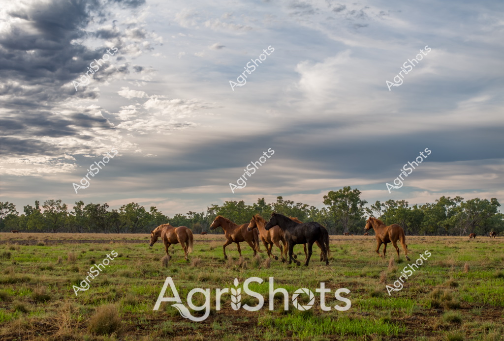 A serene pastoral scene captures a small herd of horses grazing peacefully in a grassy Australian paddock under a dramatic, cloud-laden sky. Five horses - a mix of chestnut and black coats - wander across the green pasture, their muscular forms suggesting they are likely stock horses or station horses typical of rural Australian landscapes. The sky is a complex canvas of soft greys and whites, with heavy cloud formations creating a moody, atmospheric backdrop that speaks to the changeable weather of the Australian countryside. Sparse trees line the horizon, providing a natural boundary to the expansive grassland. The horses appear relaxed and comfortable, moving casually and grazing, indicating this is likely a well-managed rural property where livestock roam freely. The landscape reflects the classic Australian rural setting - open, spacious, and connected to the natural environment, with a sense of quiet tranquility that characterizes many pastoral scenes across the continent.