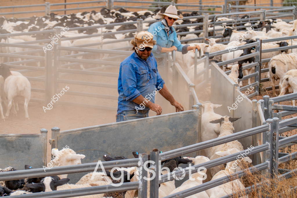 Two men working in a dusty sheep yard managing a flock of white and black sheep. One man in a blue work shirt stands in the foreground, carefully guiding sheep through metal livestock gates and fencing. Another man in a lighter blue shirt is positioned further back, helping to direct the movement of the animals. The yard appears to be a typical Australian farm setting, with dry ground and metal infrastructure designed for efficient livestock handling. Dust rises around the animals and workers, suggesting active movement and the challenging environmental conditions of rural agricultural operations. The workers wear wide-brimmed hats and sunglasses, standard protective gear for managing livestock in harsh Australian conditions. The metal yard system with multiple gates and sections allows for precise control and sorting of the sheep herd.