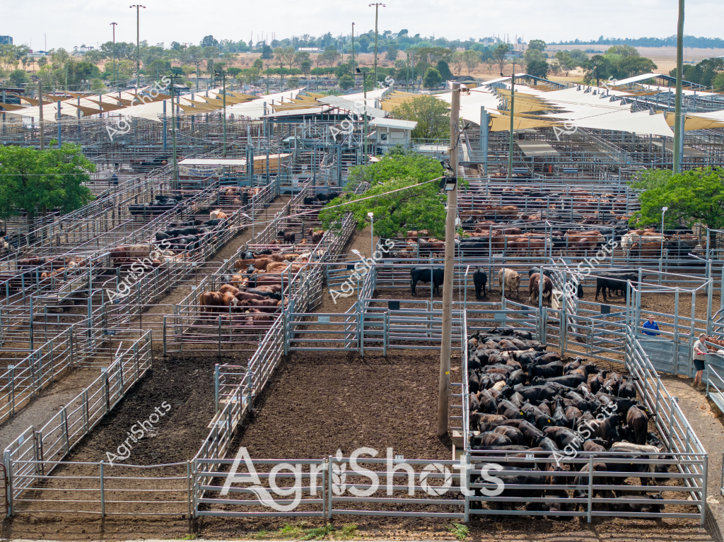 A vast cattle saleyard extends across the landscape, with multiple metal pen enclosures housing hundreds of black and brown cattle. The expansive facility features galvanized steel fencing dividing the pens, with shade structures in tan and white providing cover for the livestock. Densely packed groups of cattle occupy different sections, standing on bare dirt areas between green vegetation patches. Tall light poles and infrastructure buildings are visible in the background, indicating this is a large-scale commercial beef production facility. The scene captures the industrial scale of modern cattle farming, with precise grid-like pen arrangements and systematic livestock management. Multiple breeds and colors of cattle can be seen, suggesting a mixed herd being prepared for market.