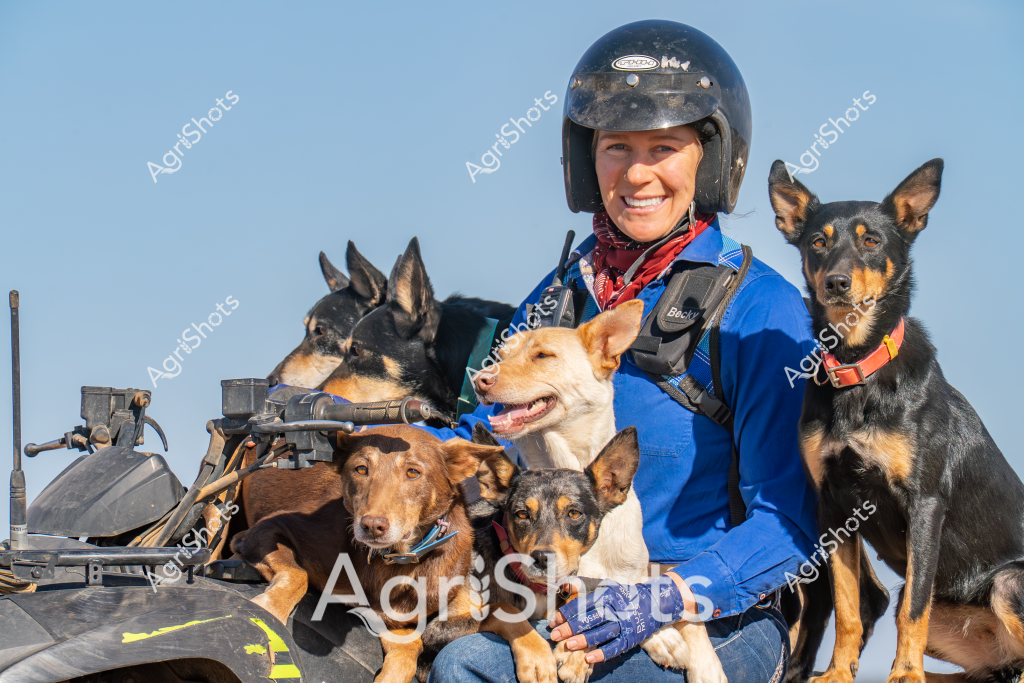 A smiling woman wearing a black helmet and blue jacket sits with six working dogs on an all-terrain vehicle, capturing the spirit of Australian rural work and companionship. The dogs, a mix of Australian cattle dog breeds with distinctive black and tan markings, are seated closely around her, displaying discipline and camaraderie. Two dogs sit on the vehicle itself, while others are positioned next to her, all wearing bright colored collars that contrast with their sleek coats. The clear blue sky provides a crisp backdrop to this scene of working partnership, highlighting the essential role of skilled dogs in agricultural operations. The woman's radiant smile and relaxed posture suggest a strong bond with her canine team, reflecting the close relationships that develop in rural working environments. Her protective helmet and communication device indicate preparedness for rugged outdoor work, whether mustering livestock or navigating challenging rural terrain.