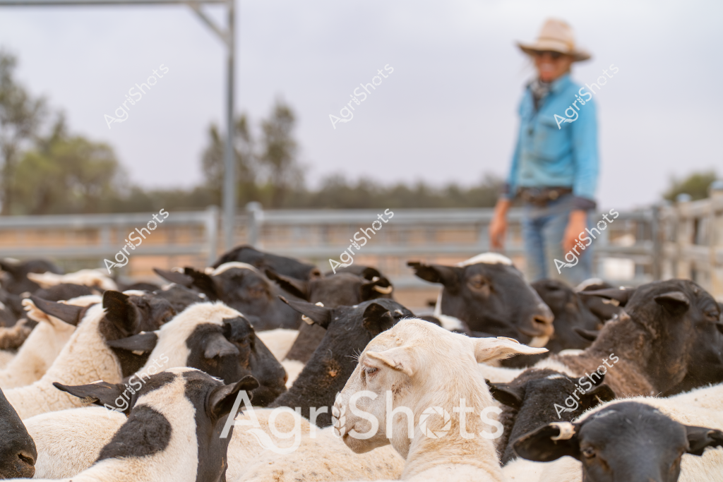 A group of black and white sheep cluster tightly in a livestock yard, with a man stockman standing in the background wearing a wide-brimmed hat and blue work shirt. The sheep appear to be a mix of dark-faced breeds, possibly Dorper or Suffolk crosses, with some white woolly sheep interspersed among the darker animals. The stockman stands casually near a metal fence, overlooking the mob of sheep with a calm, professional demeanor. The landscape is typical of an Australian pastoral setting - dry, with sparse trees and metal yards visible in the background, suggesting a rural station or farm environment. The lighting indicates it's likely a mid-morning or early afternoon scene, with a soft, even light casting subtle shadows across the dusty yard and tightly packed flock.

The image captures the everyday work of livestock management, showcasing the close relationship between the stockman and the sheep, and the practical infrastructure of Australian agricultural operations. The tight clustering of the animals and the stockman's relaxed posture suggest a moment of calm during routine farm activities.