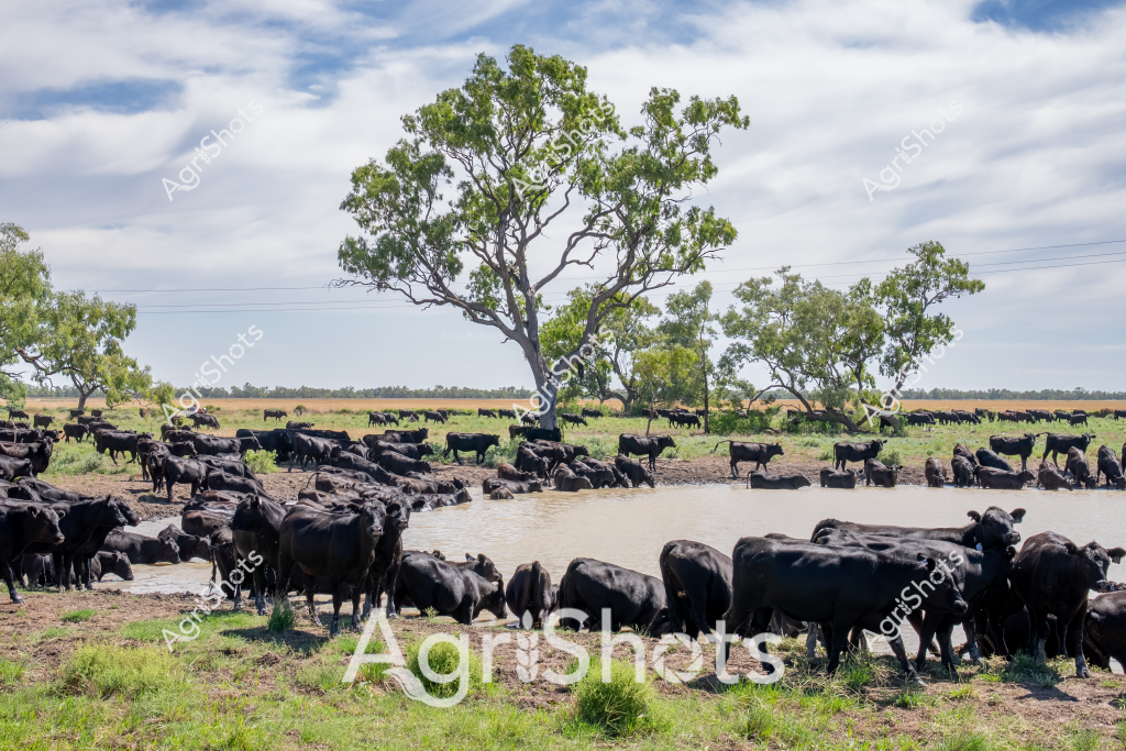 A large herd of black Angus cattle congregates around a water source on a rural Australian property, creating a bustling pastoral scene. The cattle are clustered densely around a muddy waterhole, with some standing in the water while others graze on the surrounding grassy paddock. A prominent gum tree stands in the background, providing shade and a sense of scale to the landscape. The sky is a soft blue with wispy clouds, suggesting a typical warm day in the Australian cattle country. Sparse trees dot the horizon, indicating this is likely a vast station or grazing property in Queensland or the Northern Territory. The black cattle create a strong visual contrast against the green and brown landscape, highlighting the robust nature of these beef cattle in their natural grazing environment.