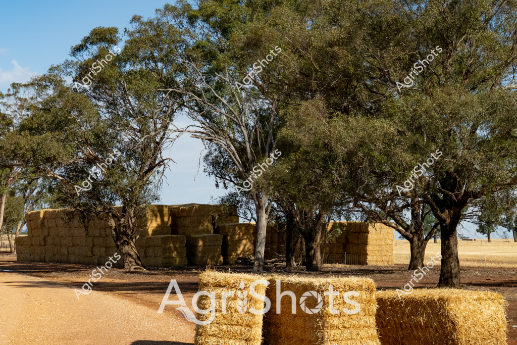Golden hay bales are stacked beneath mature eucalyptus trees in a classic Australian rural landscape. The dry, sandy ground and expansive trees create a quintessential outback scene, with rectangular straw bales arranged in neat stacks near the tree line. Soft shadows cast by the gnarled tree trunks stretch across the ground, highlighting the golden-brown tones of the compressed hay. The landscape appears to be in a dry region, likely during late summer or early autumn when hay harvesting is typically completed. Sunlight filters through the eucalyptus branches, creating a warm, textured environment that speaks to the agricultural rhythms of rural Australia. The carefully arranged hay bales suggest efficient farm management and preparation for livestock feed during the drier months.