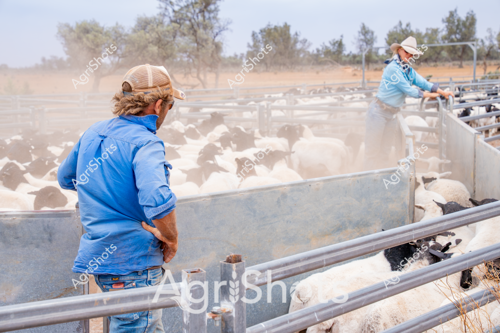 Two farm workers manage a large flock of sheep in a dusty livestock yard during what appears to be a dry, arid farming season. A man in a blue work shirt and cap stands near metal livestock yards, watching another worker in a light blue shirt who is positioned further along the fenced pen. A substantial number of white sheep are densely packed within the metal yard gates, creating a cloud of dust as they move and shift.

The scene captures the harsh Australian rural landscape, with sparse trees and reddish-brown earth visible in the background. The workers are wearing practical work attire typical of Australian agriculture - sturdy shirts, caps, and jeans - suggesting they are experienced in livestock management. The metal yards appear robust and well-maintained, designed to efficiently control and move sheep in challenging environmental conditions.

Dust rises around the livestock, indicating the dry conditions and the active movement of the sheep. The scene represents the challenging but essential work of sheep farming in Australia's more arid agricultural regions, highlighting the skill and endurance required to manage livestock in tough environmental conditions.